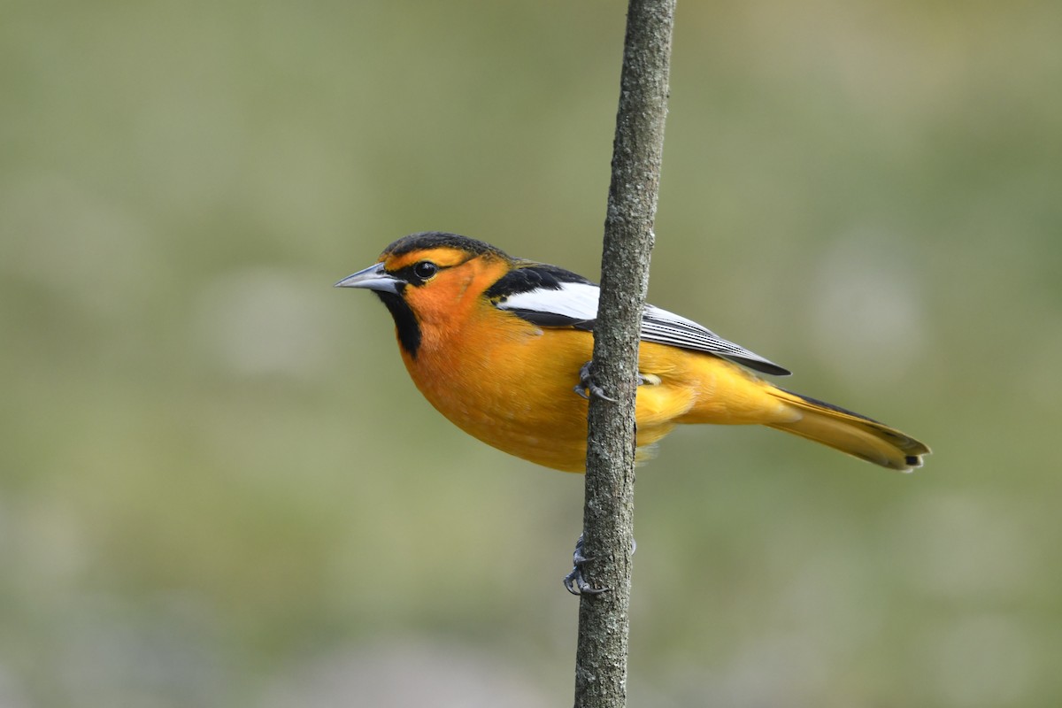 gullbryntrupial - ML646108852