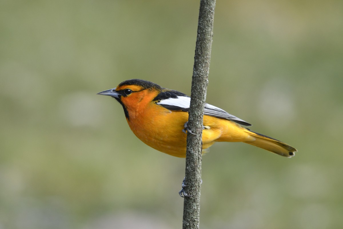 gullbryntrupial - ML646108853