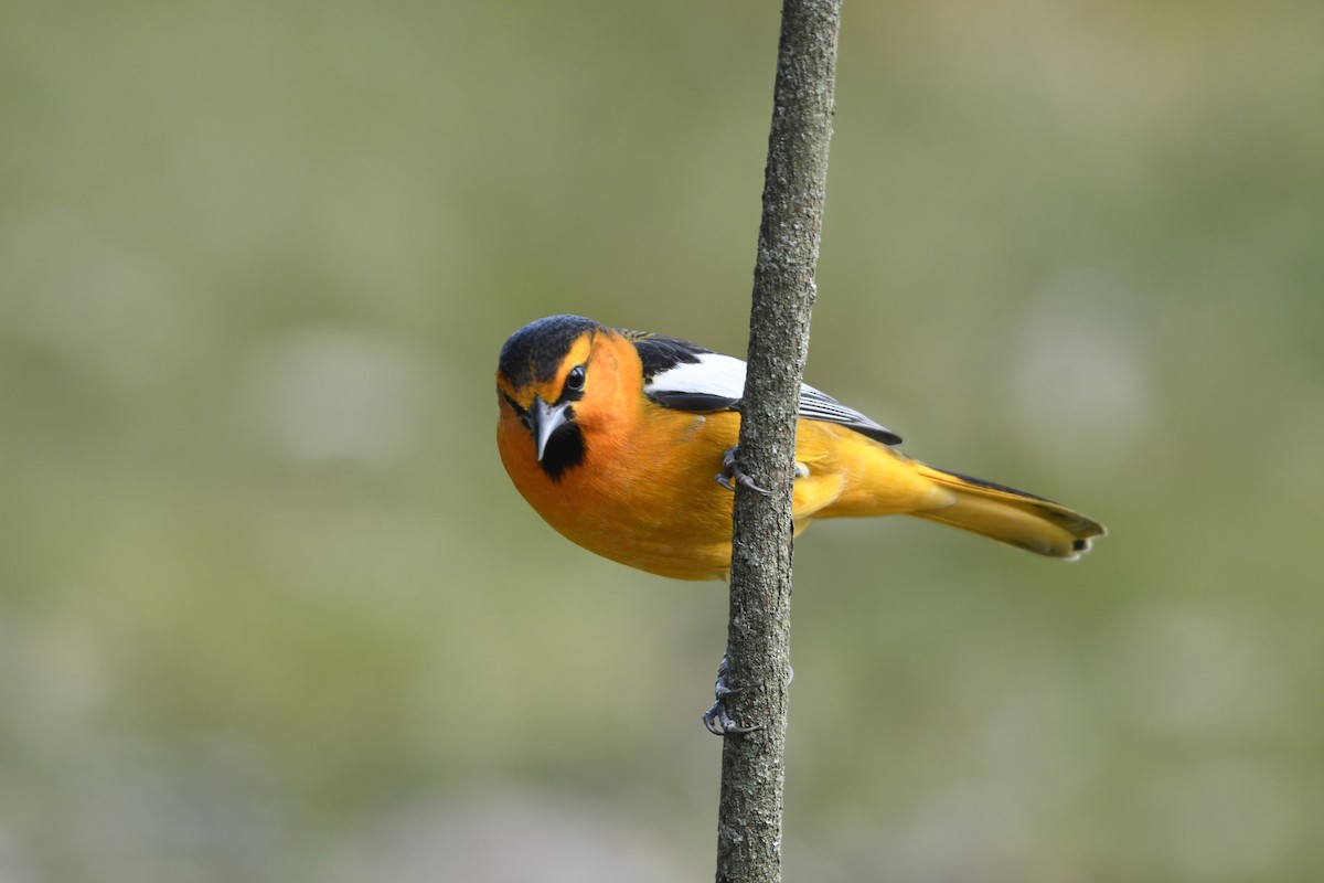 gullbryntrupial - ML646108854