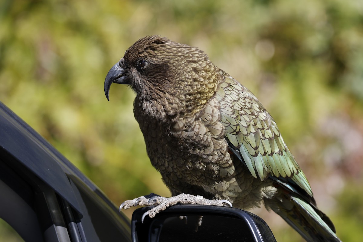 kea - ML646108855