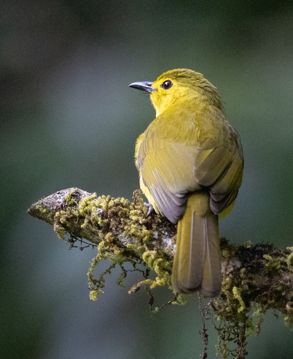 solbylbyl - ML646108857