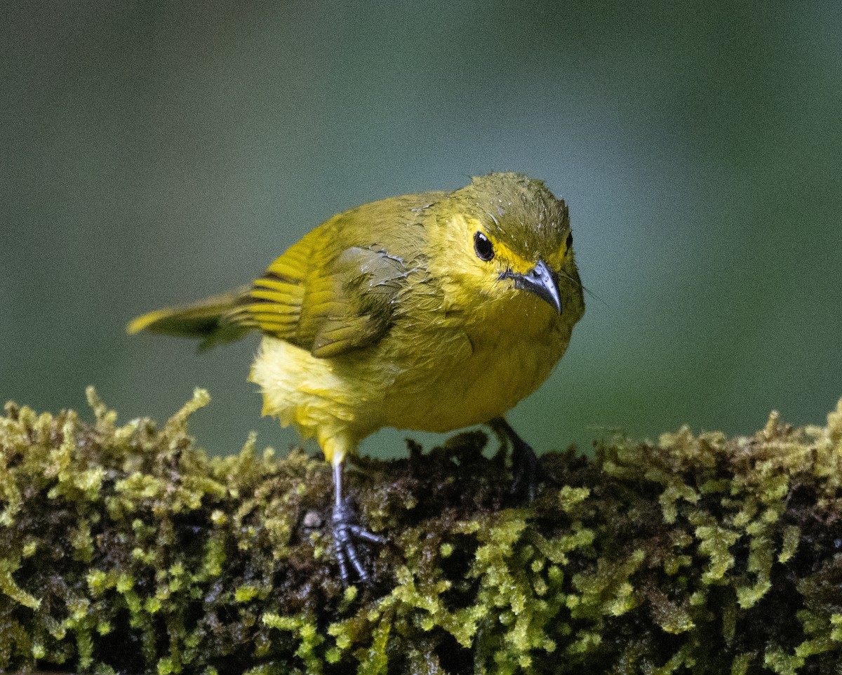 solbylbyl - ML646108858