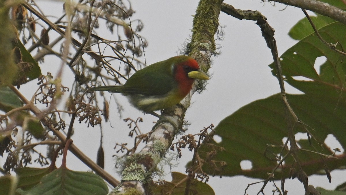 rødhodeskjeggfugl - ML646108859