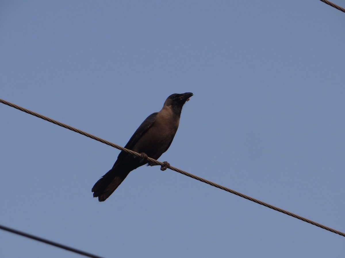 huskråke - ML646108860