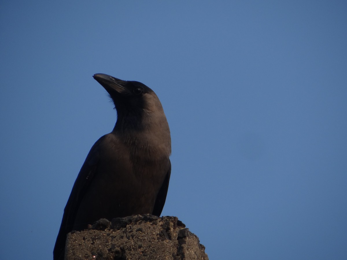 huskråke - ML646108861