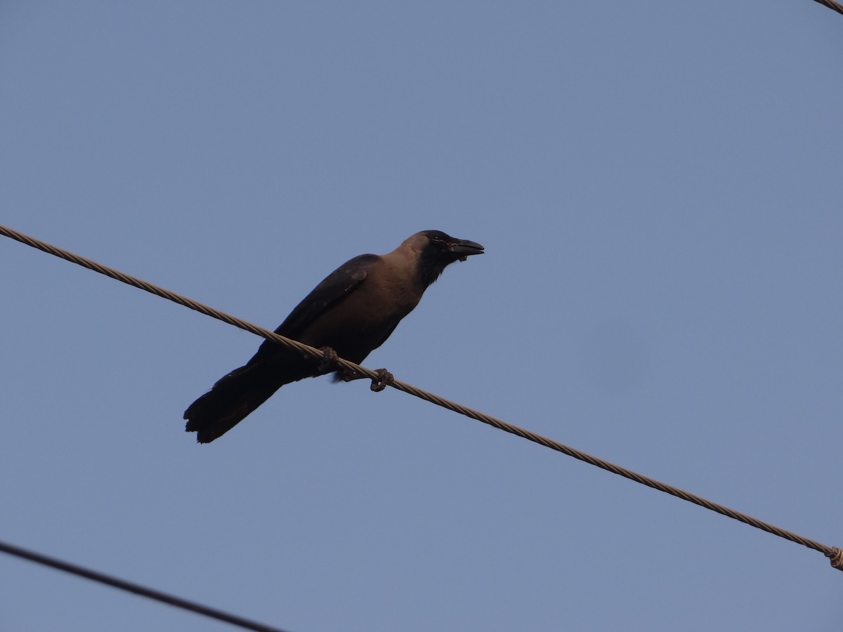 huskråke - ML646108862