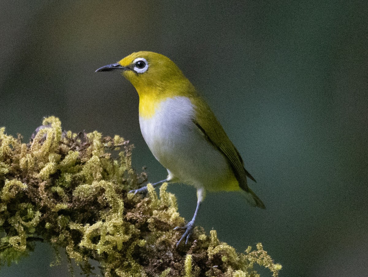 lundbrillefugl - ML646108863