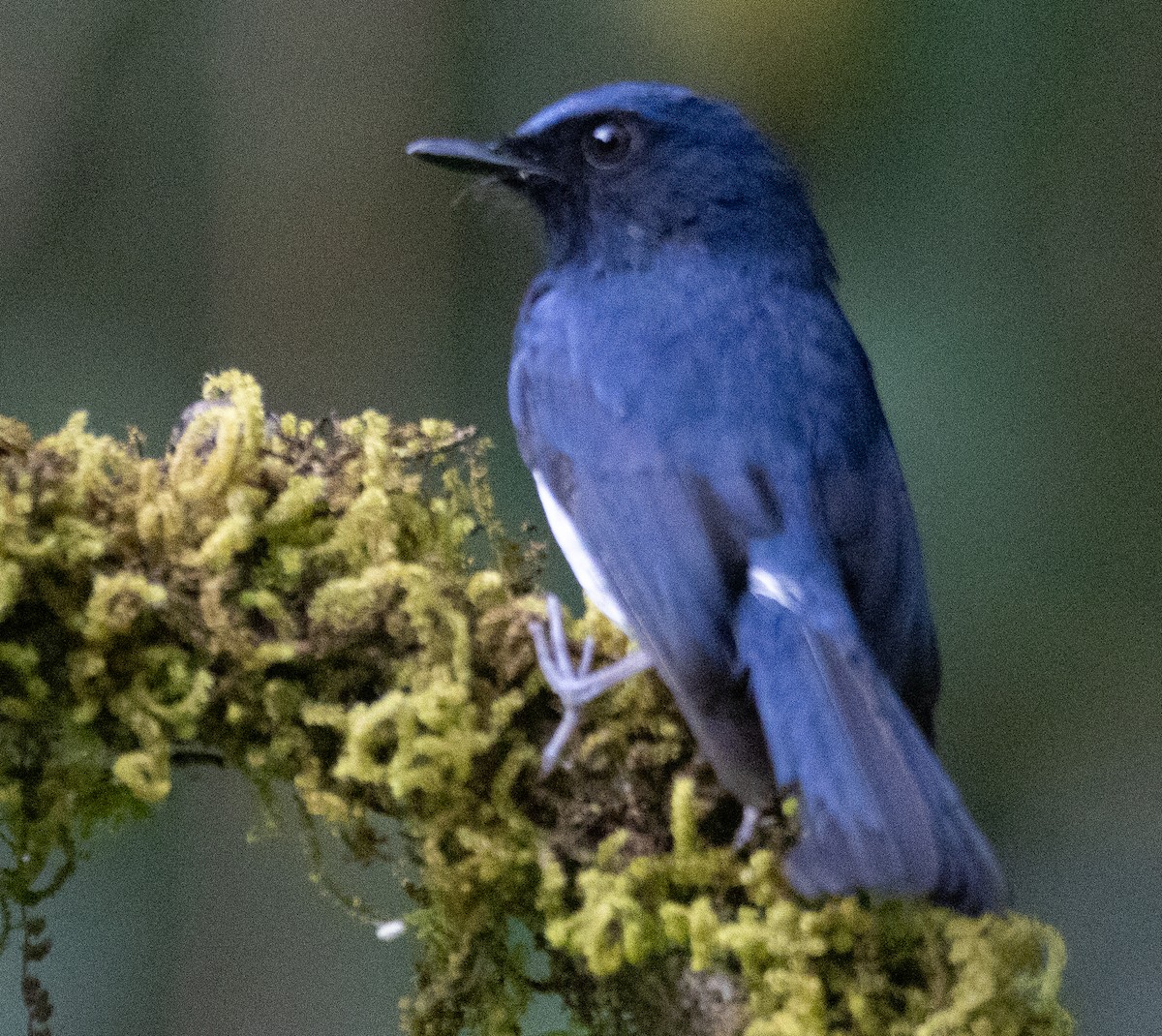 hvitbukfluesnapper - ML646108867