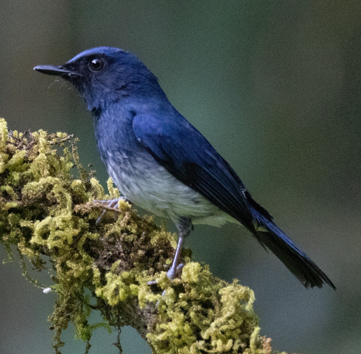 hvitbukfluesnapper - ML646108868