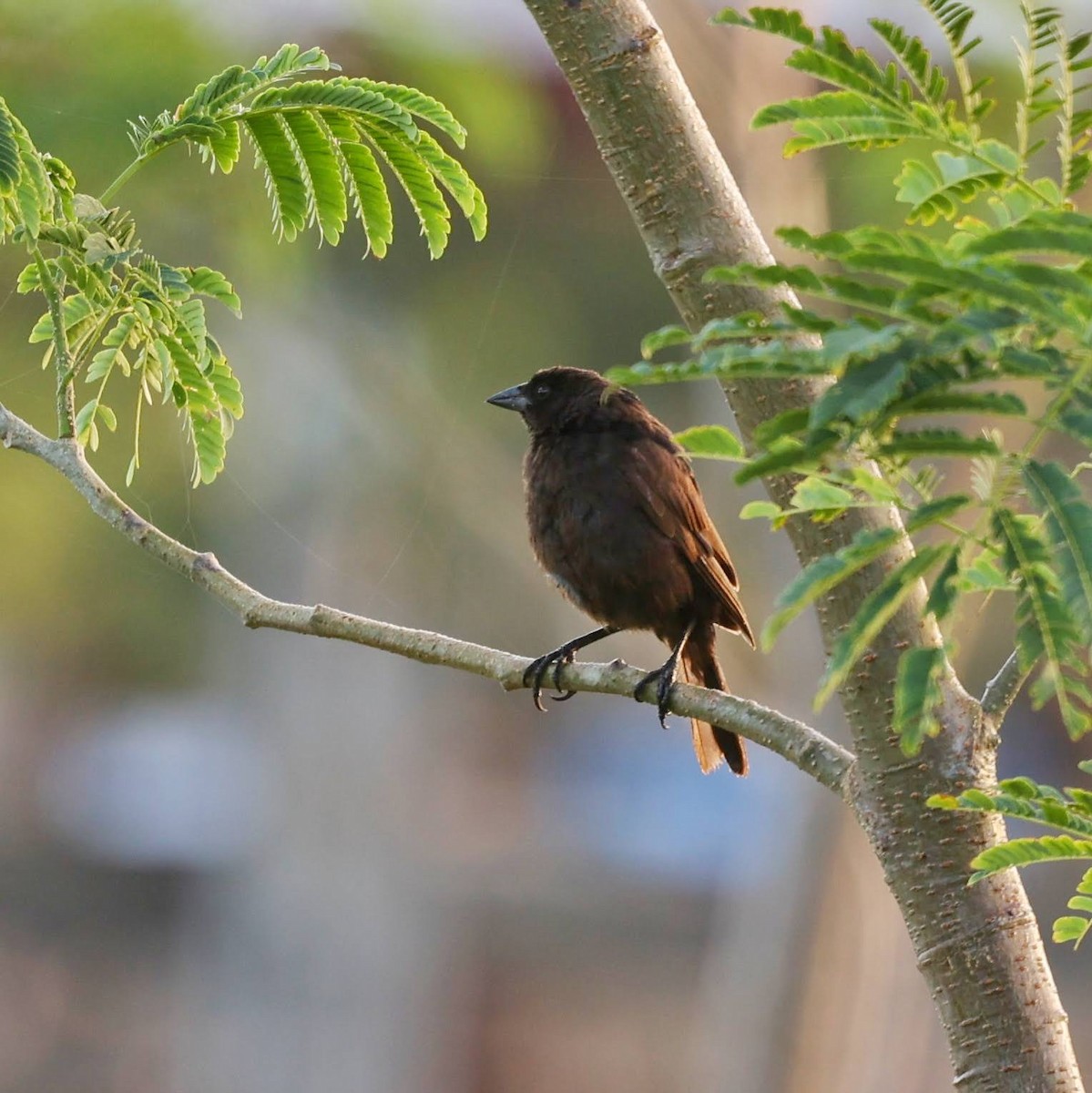 bronsetrupial (aeneus gr.) - ML646108869