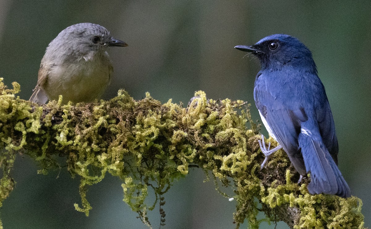 hvitbukfluesnapper - ML646108870