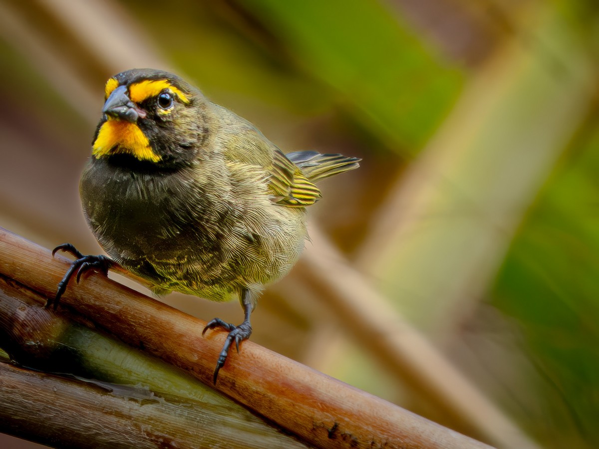 gulstrupegresspurv - ML646108871