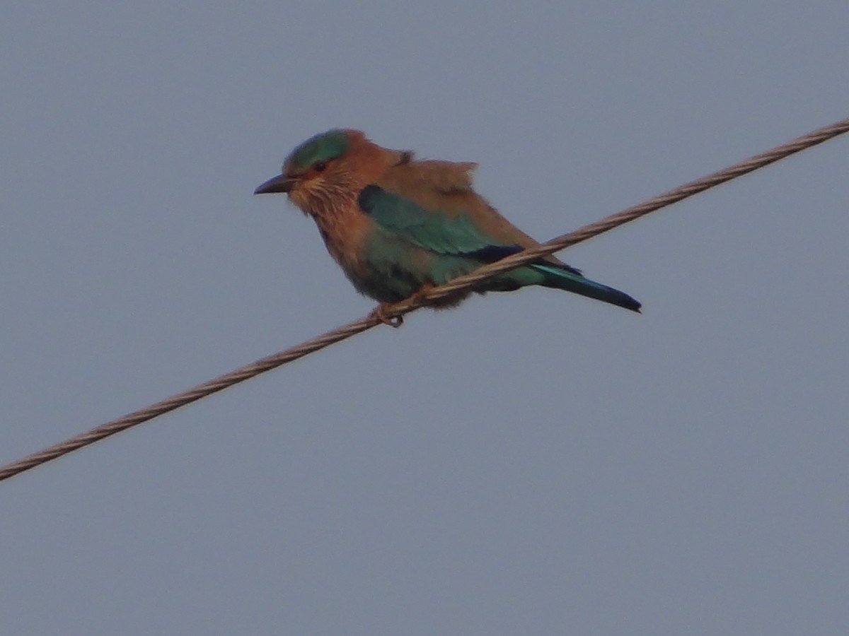 bengalråke - ML646108872