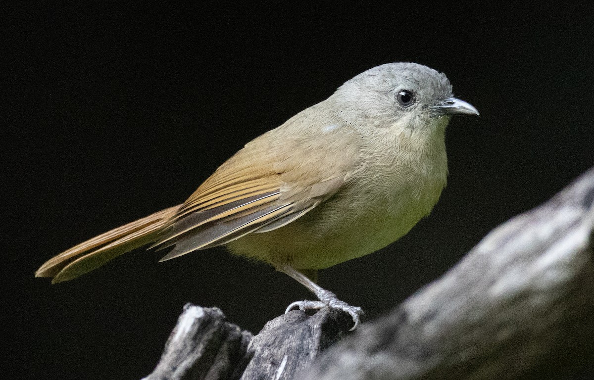 gråkronefulvetta - ML646108875