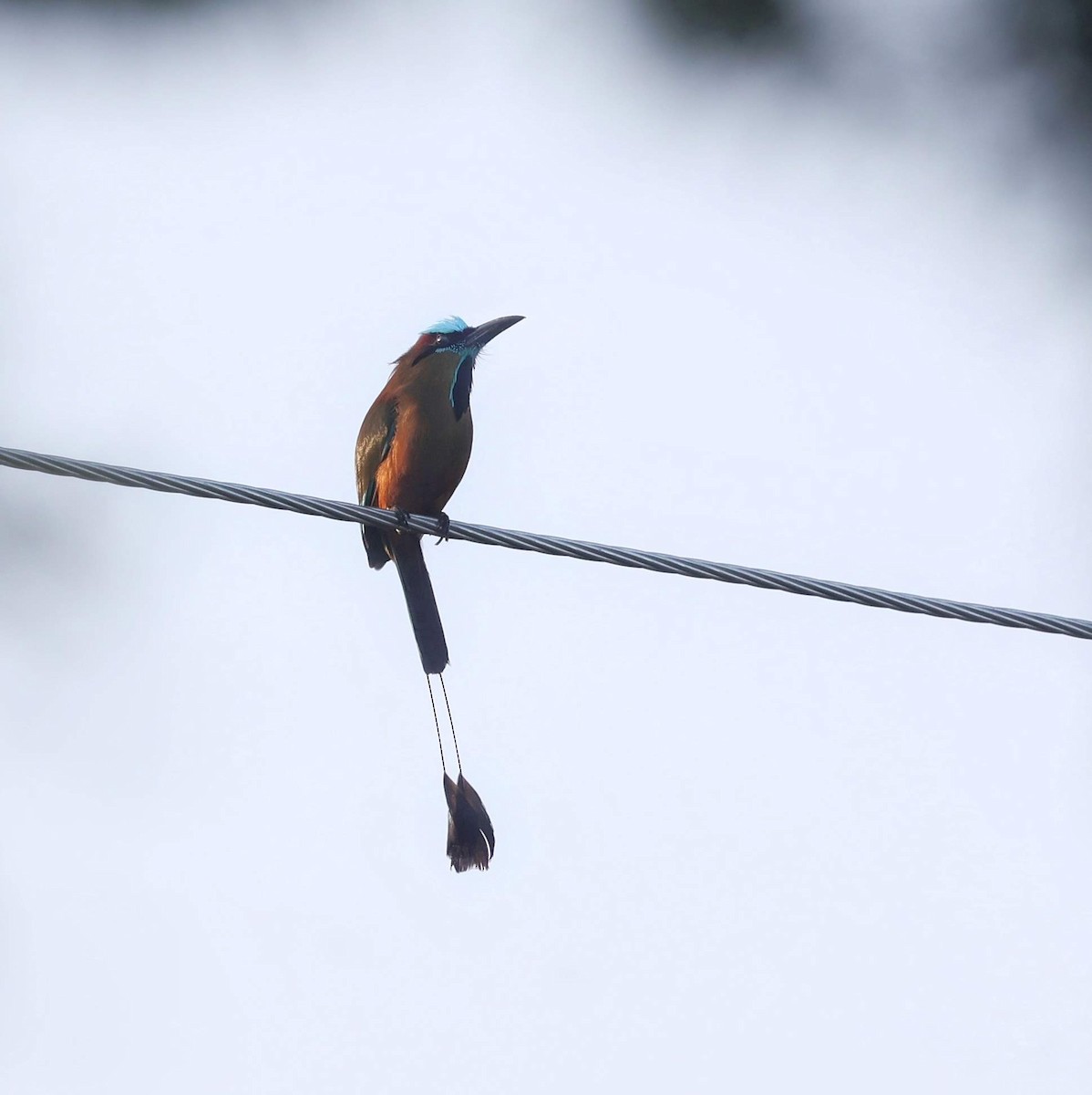 Turquoise-browed Motmot - ML646108878