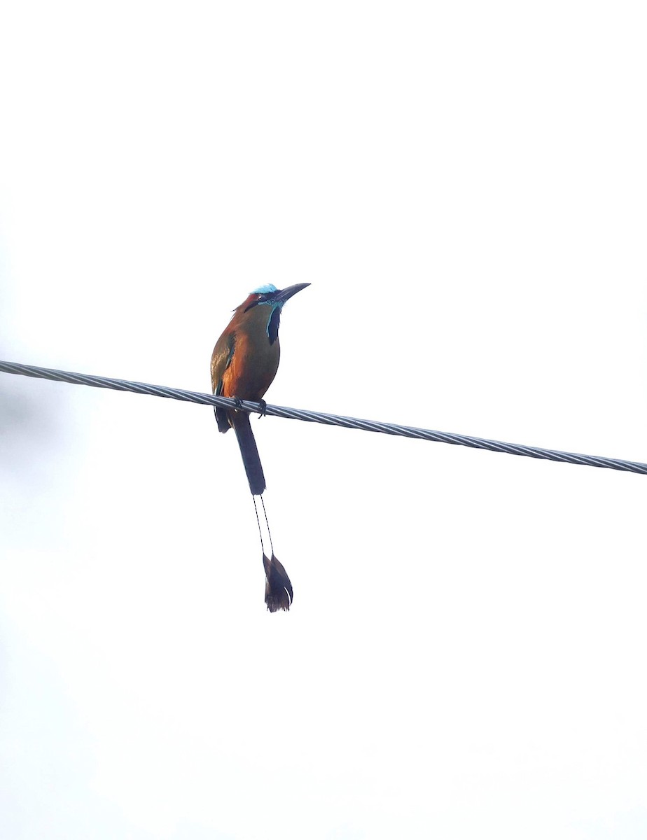 Turquoise-browed Motmot - ML646108879