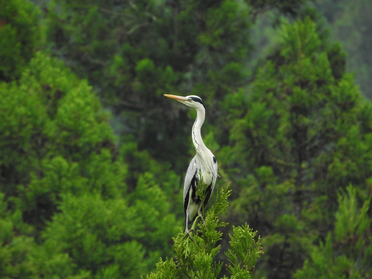 Gray Heron - ML646108888
