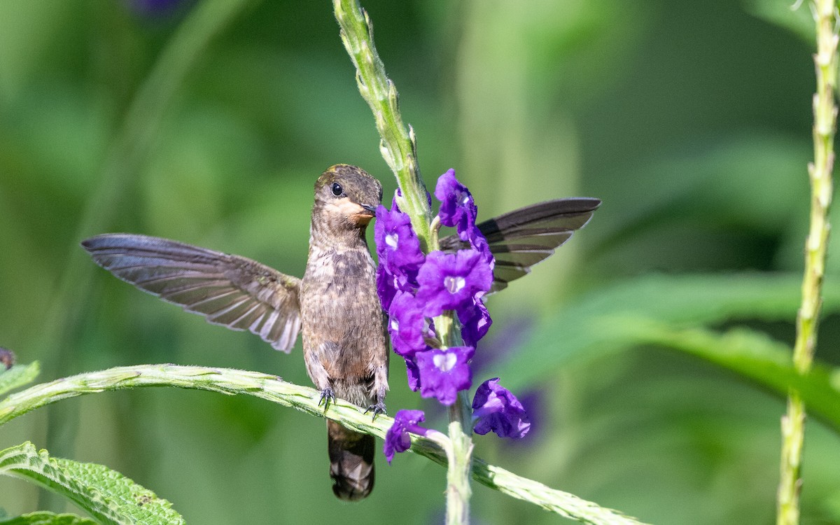 Yeşil And Koketi - ML646108893