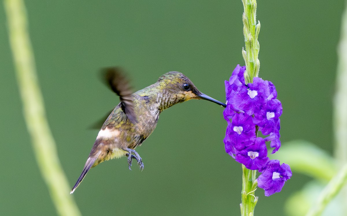 Yeşil And Koketi - ML646108894