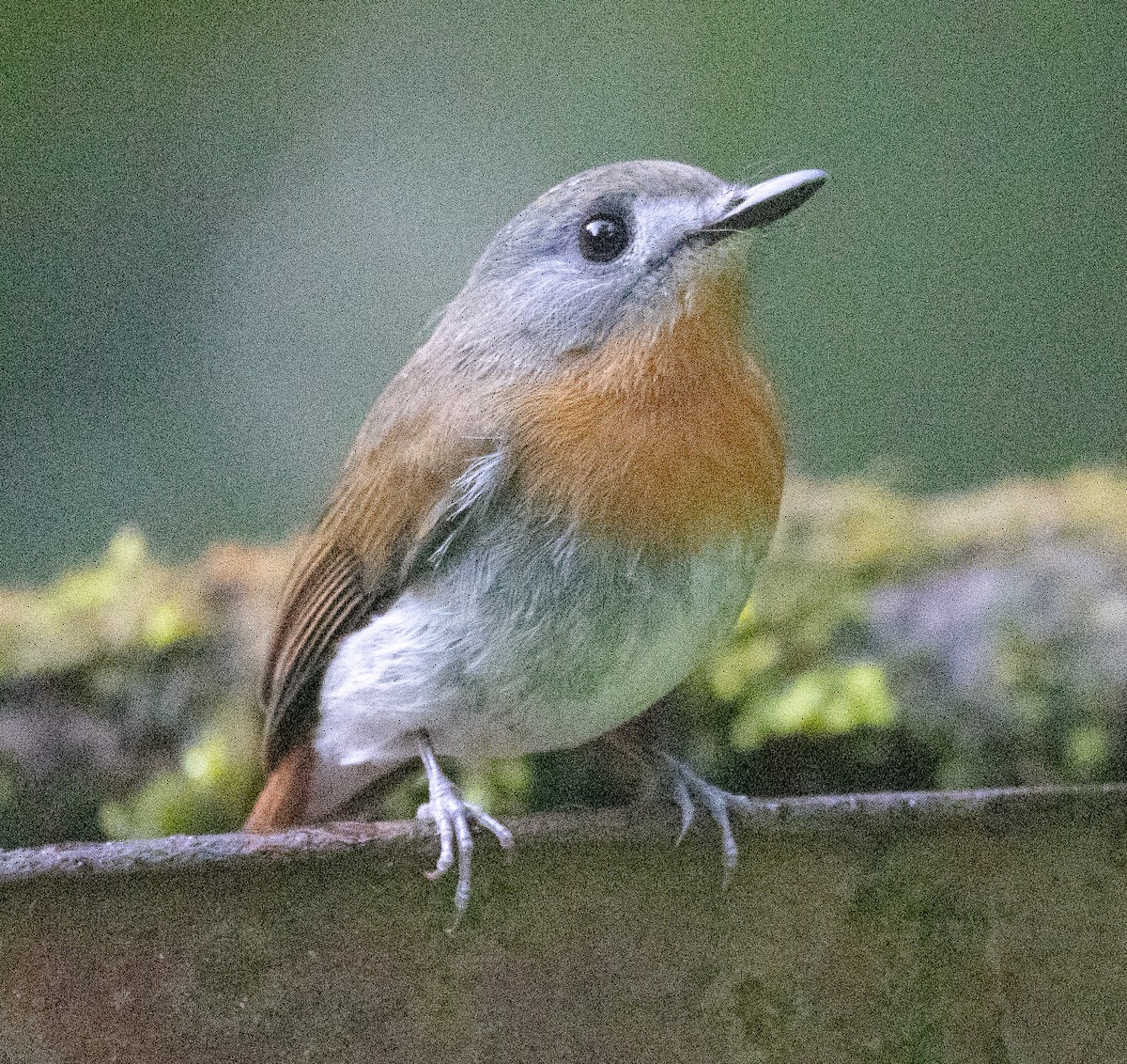 シロハラヒメアオヒタキ - ML646108899