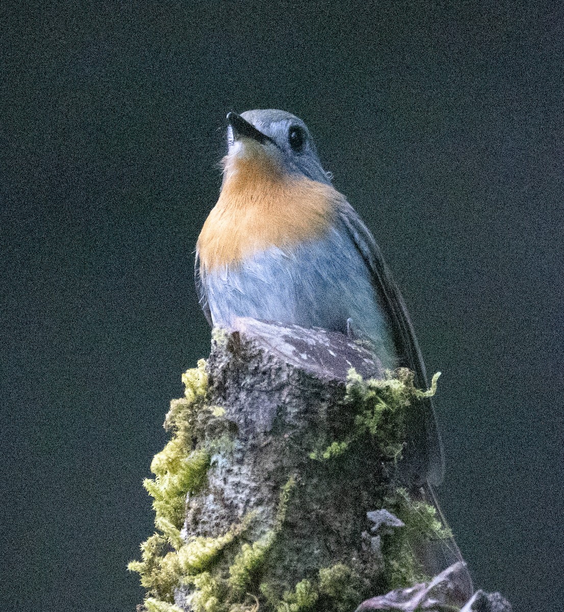 シロハラヒメアオヒタキ - ML646108900