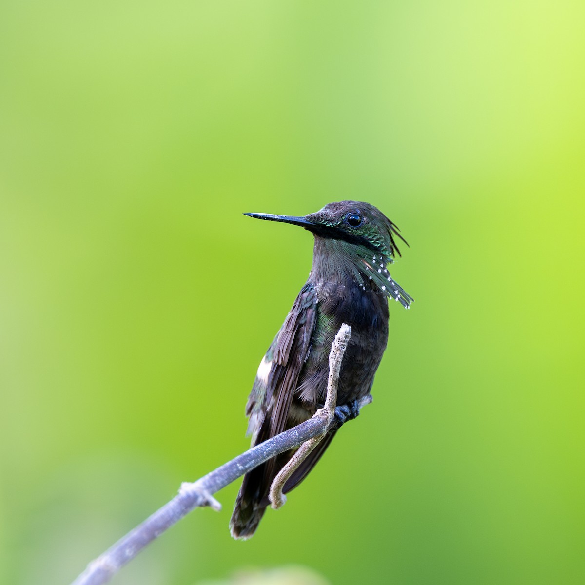 Yeşil And Koketi - ML646108901