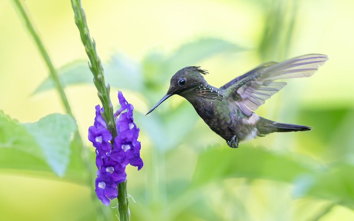 Yeşil And Koketi - ML646108902