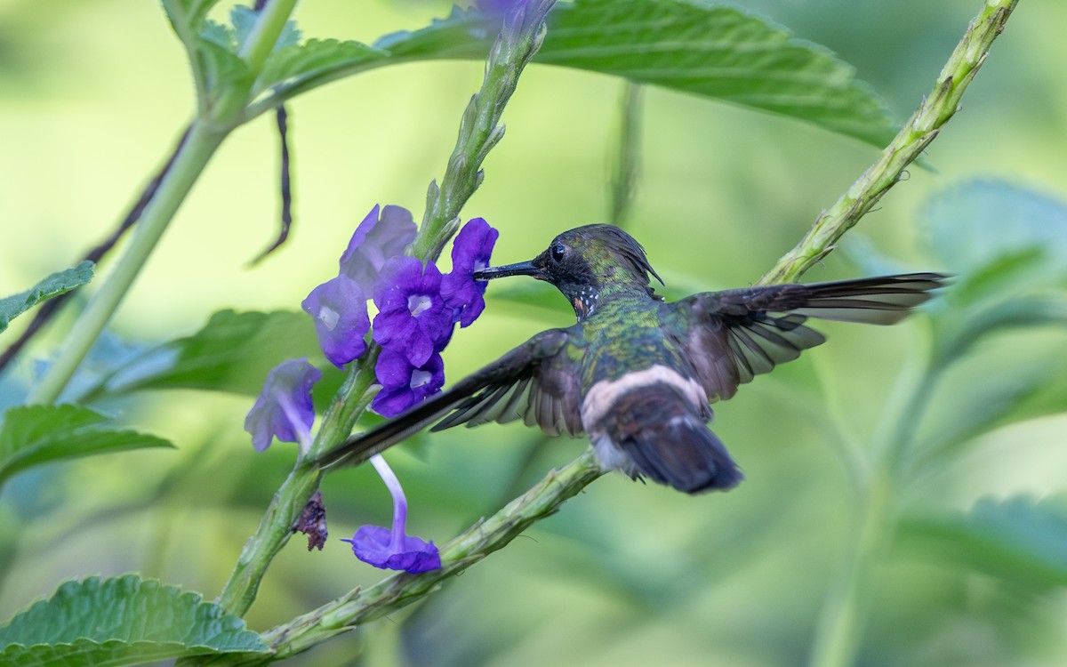Yeşil And Koketi - ML646108903