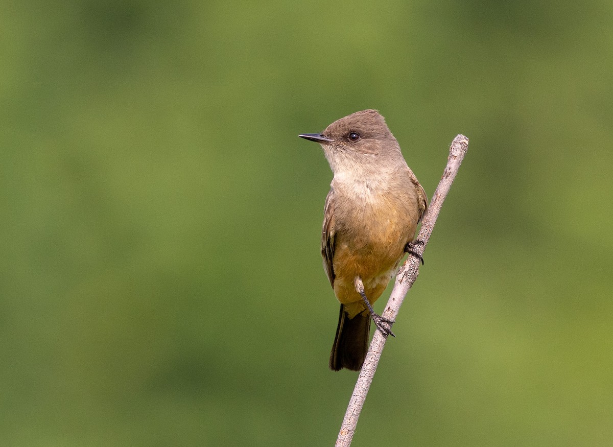 Say's Phoebe - ML646108906