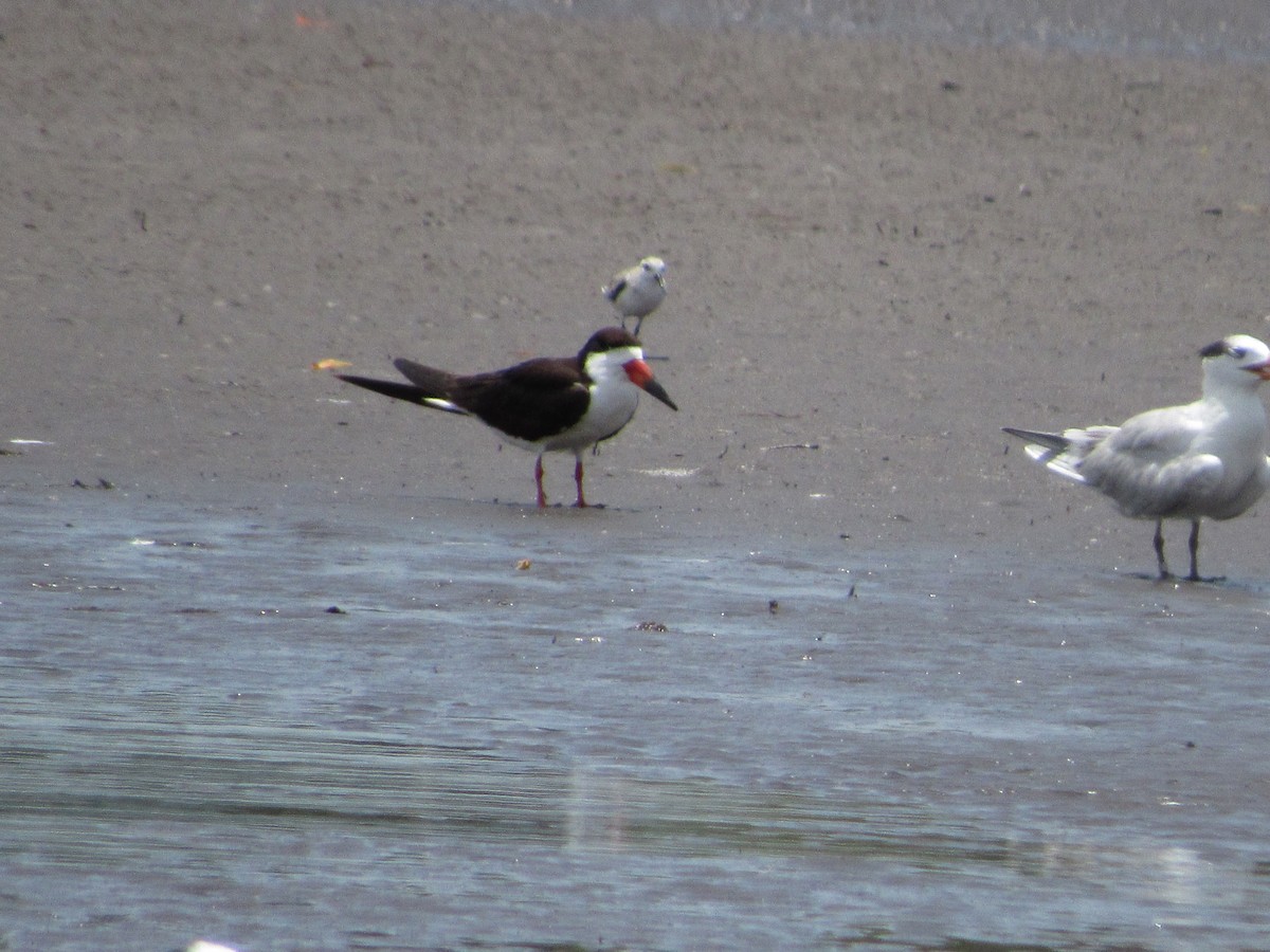 Black Skimmer - Leticia Andino Biologist and Birding Tour Guide