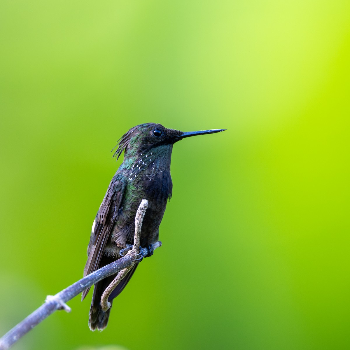 Yeşil And Koketi - ML646108912