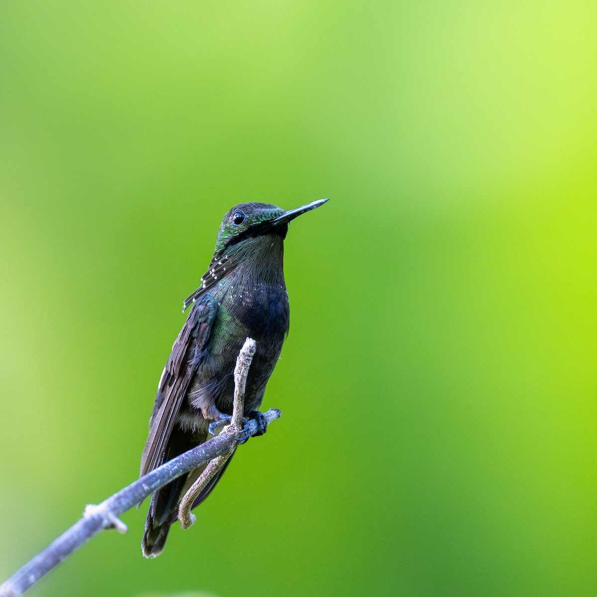 Yeşil And Koketi - ML646108913