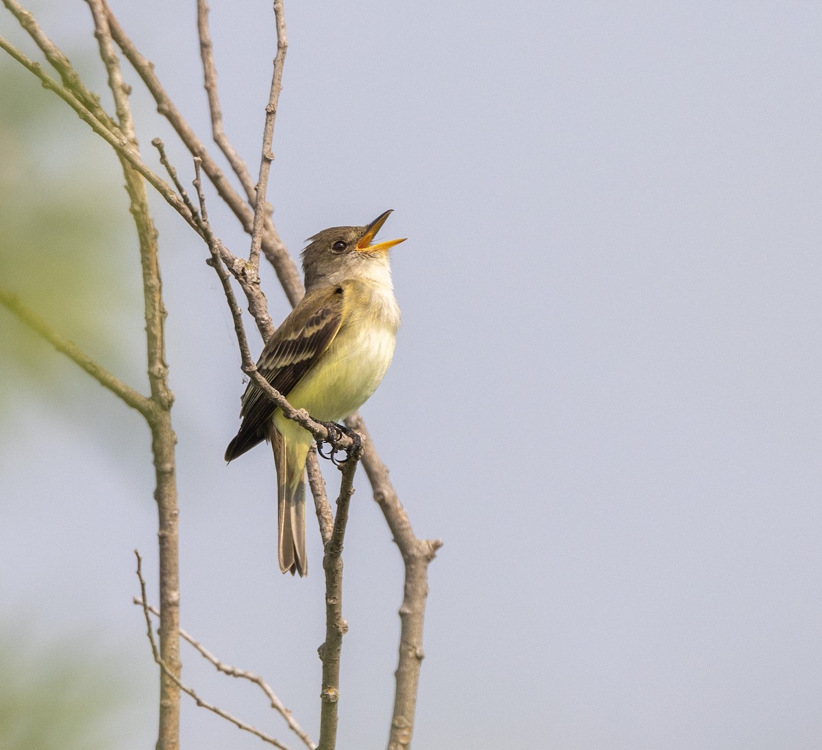 Willow Flycatcher - ML646108916