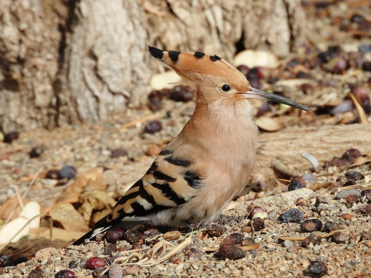 Common Hoopoe - ML646108922