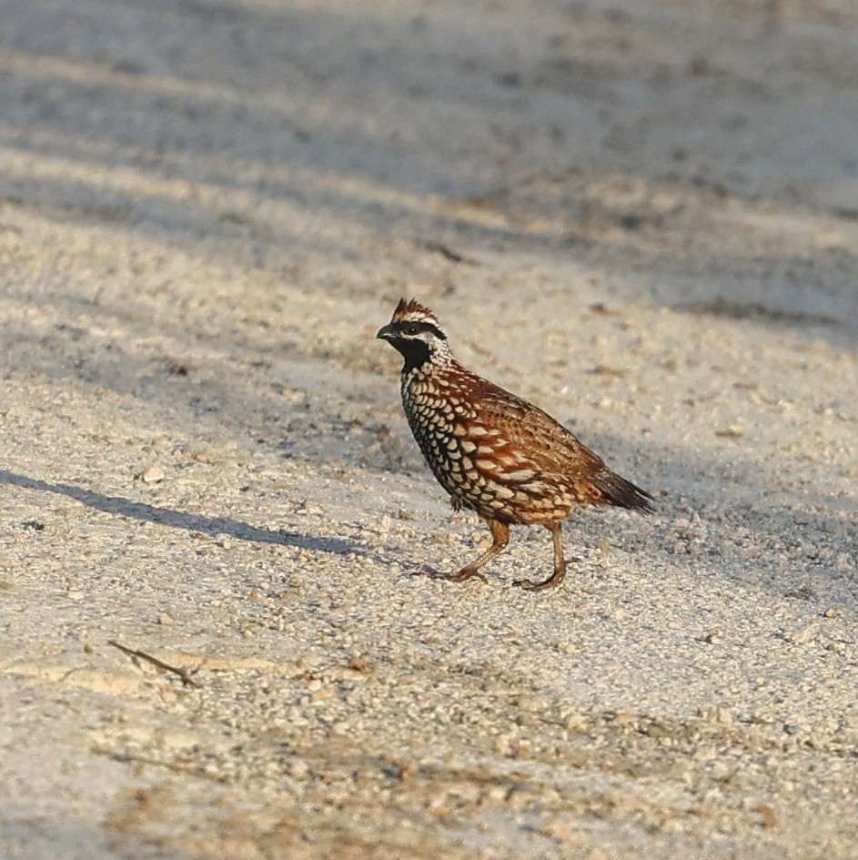 Black-throated Bobwhite - ML646108925