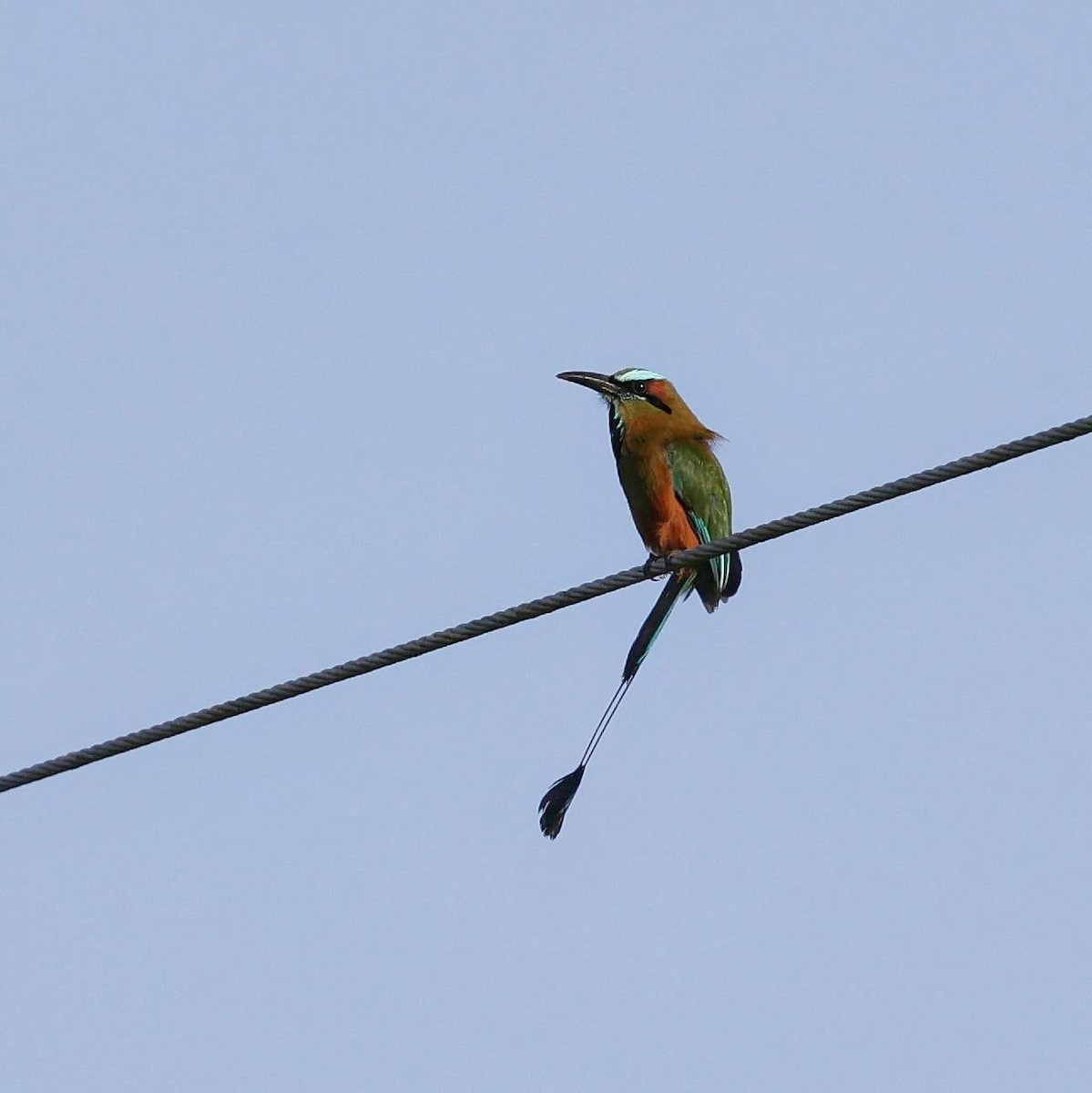 Turquoise-browed Motmot - ML646108932