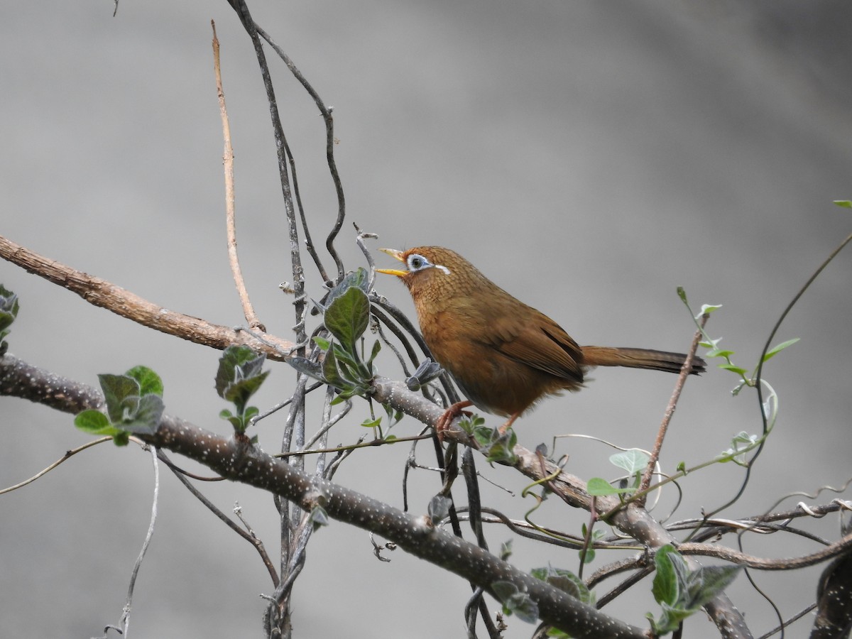 Chinese Hwamei - ML646108934