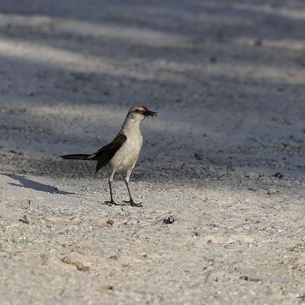 Tropikal Taklitçi (gracilis/leucophaeus) - ML646108935