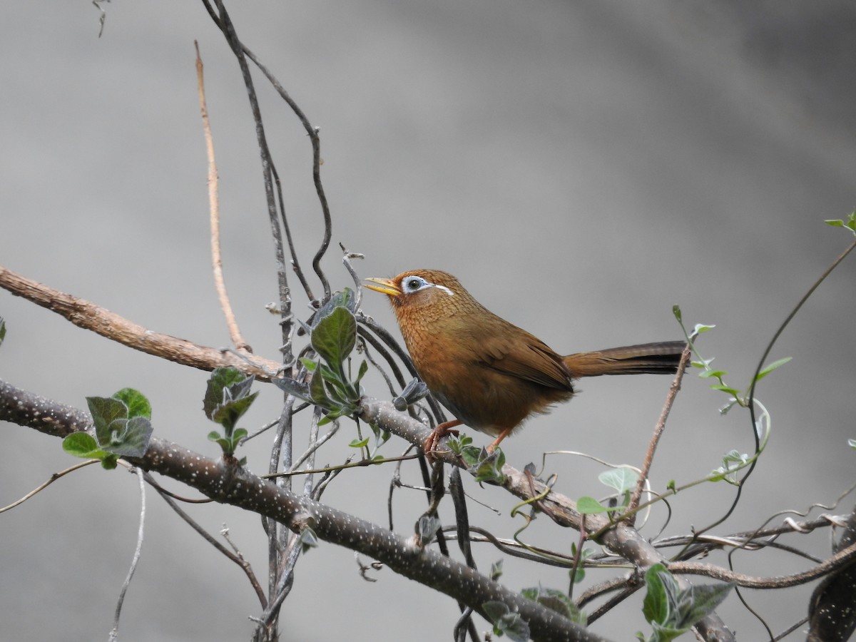 Chinese Hwamei - ML646108965