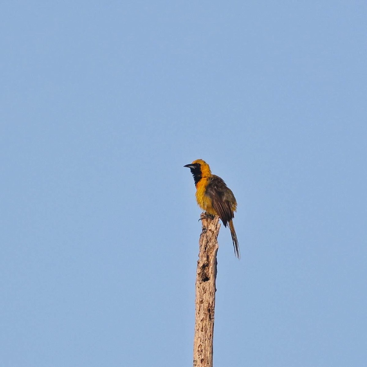 Hooded Oriole (igneus) - ML646108969
