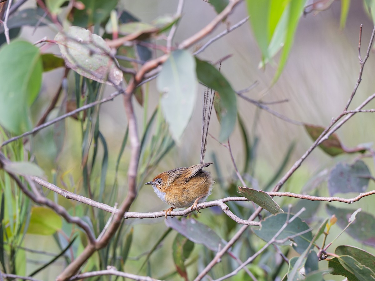 Southern Emuwren - ML646108971