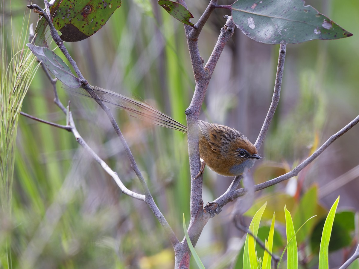 Southern Emuwren - ML646108972