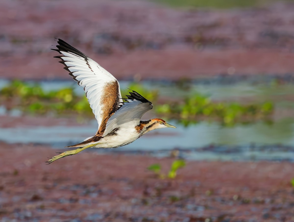 fasanbladhøne - ML646108974