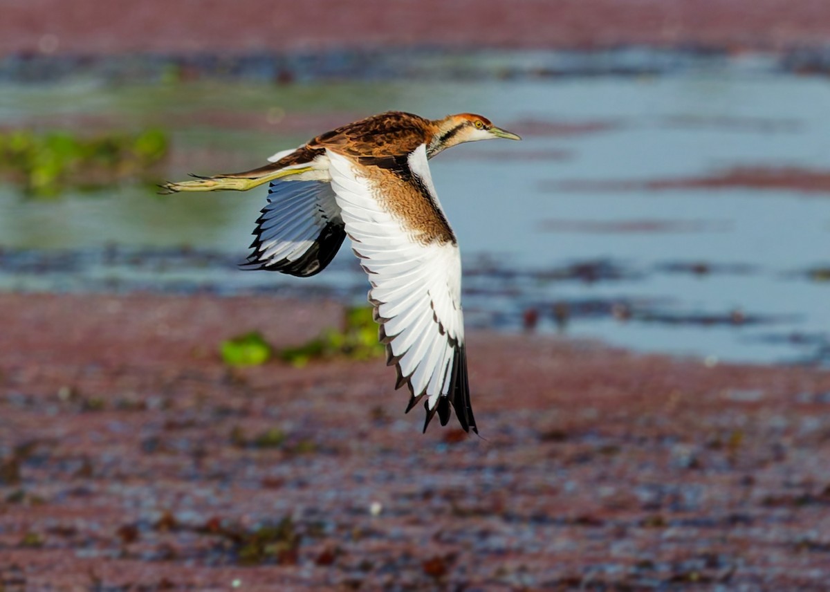 fasanbladhøne - ML646108975