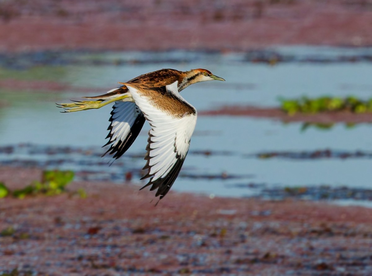 fasanbladhøne - ML646108976