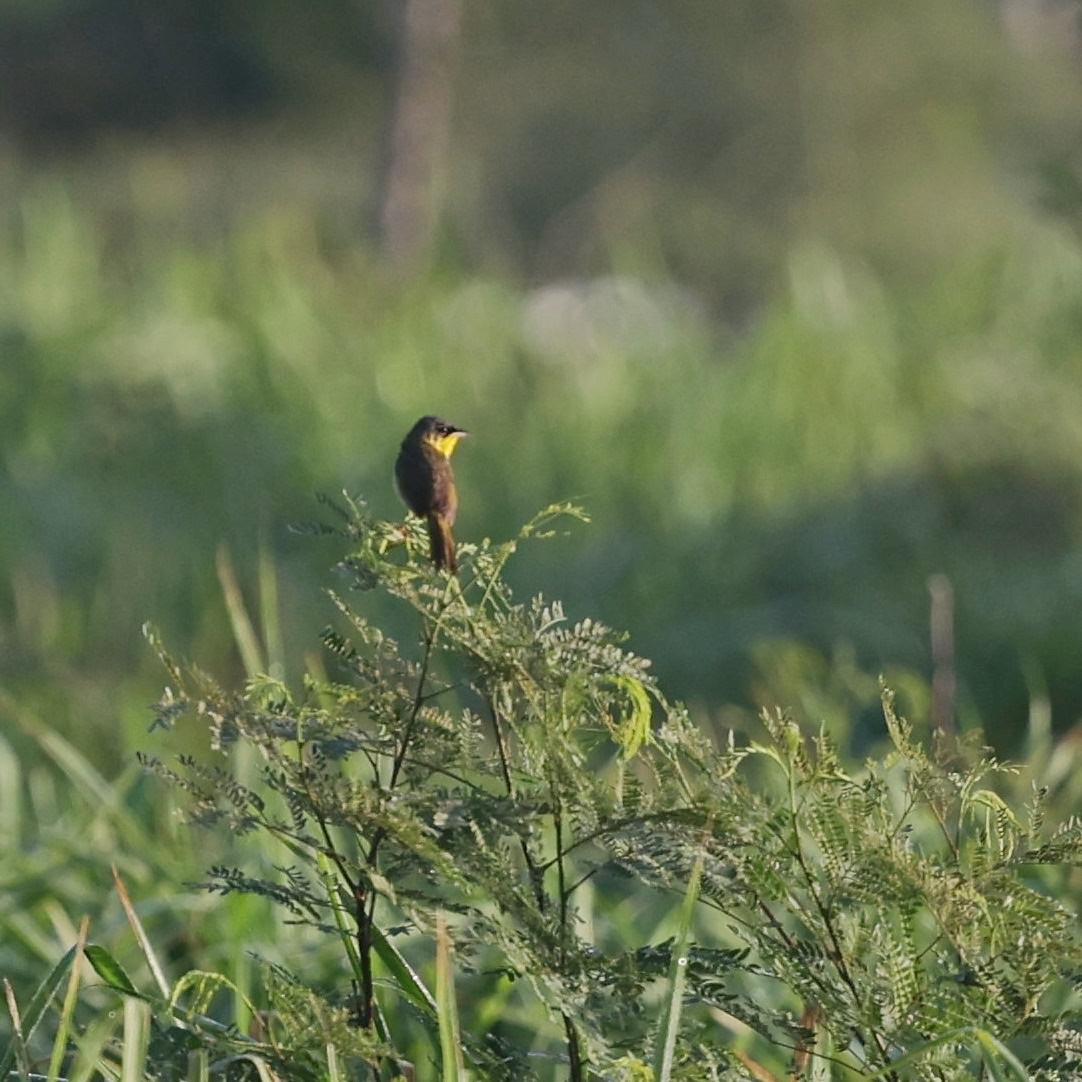Gray-crowned Yellowthroat - ML646108977