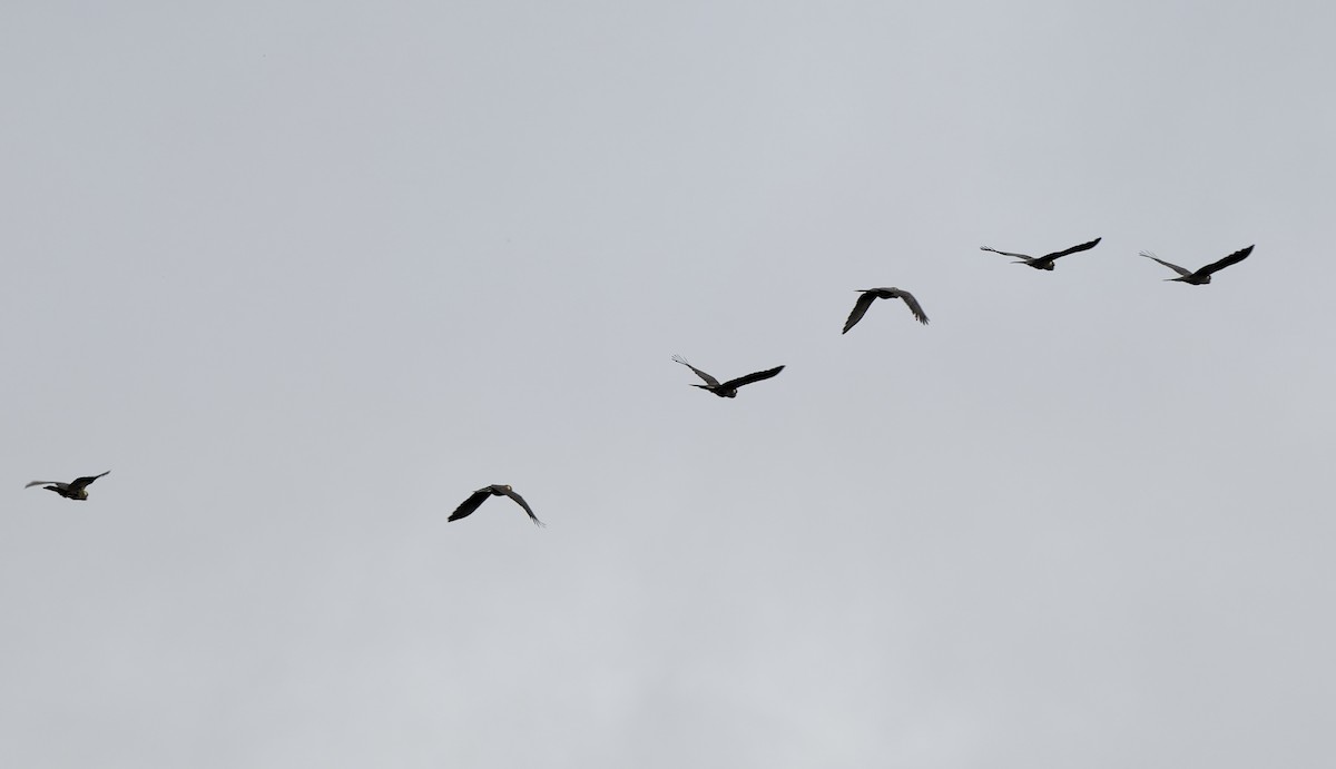 Yellow-tailed Black-Cockatoo - ML646108982
