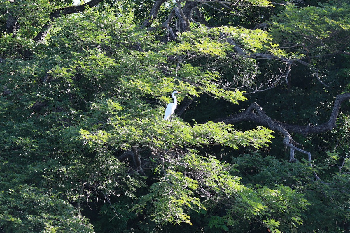 volavka bílá - ML646108994