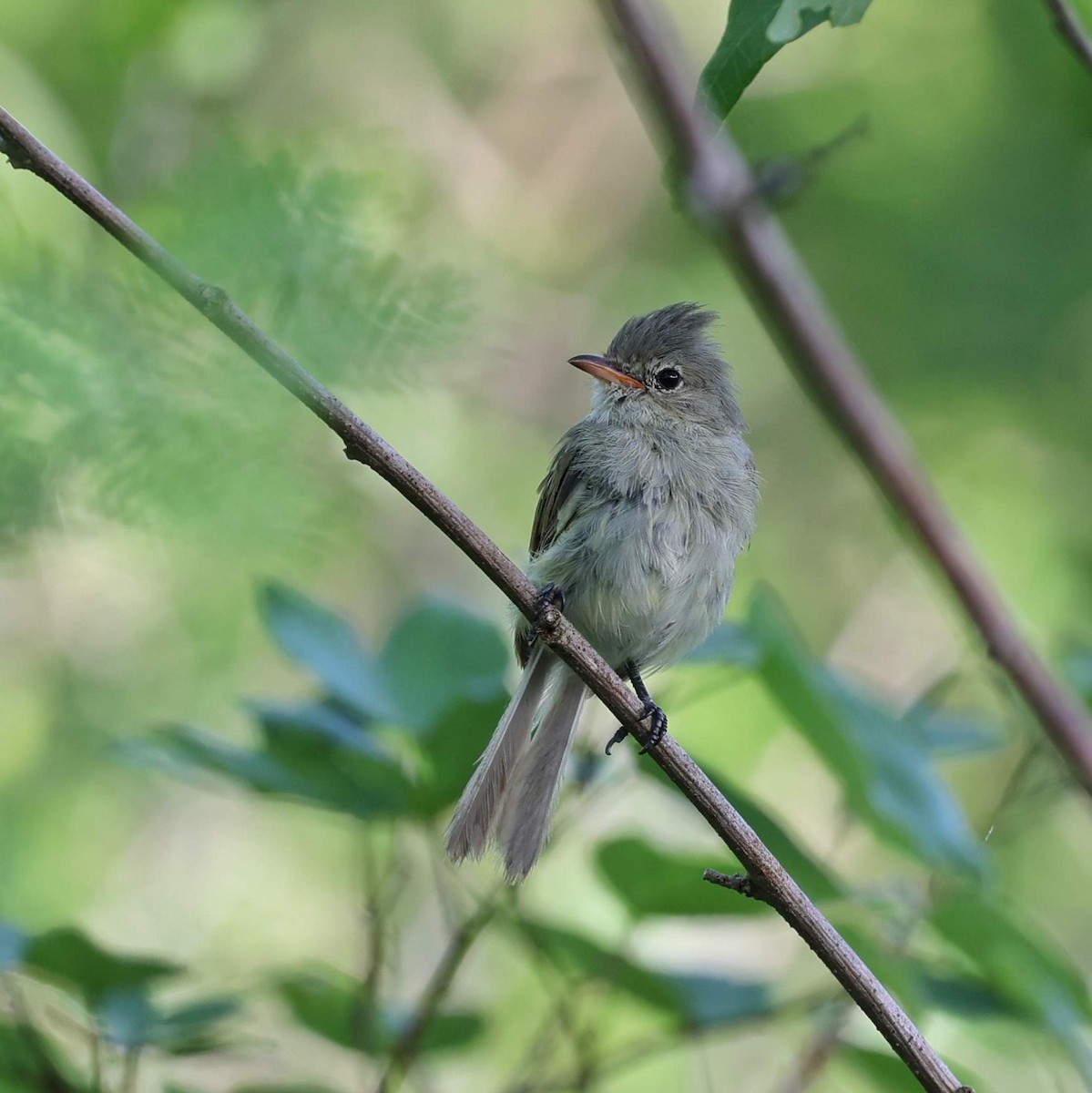 Northern Beardless-Tyrannulet - ML646109002