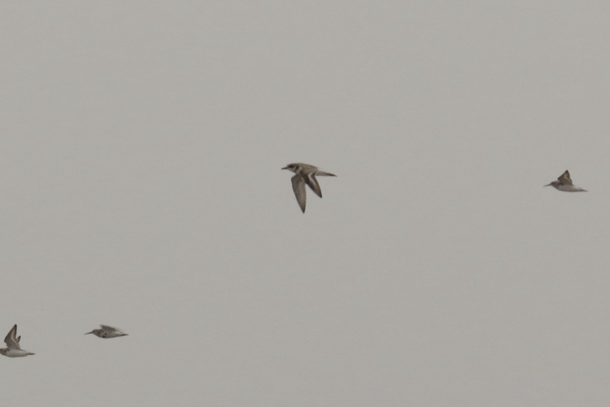sand-plover sp. - ML646109003